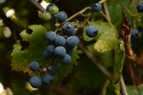 Wild Grape Vine Stock Photos