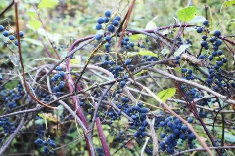 Wild Grape Vine Stock Photos