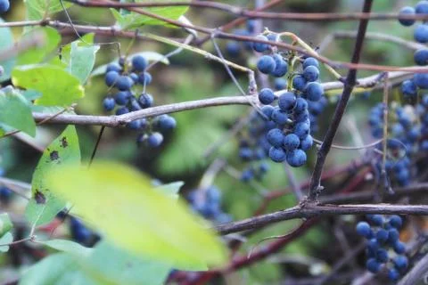 Wild Grape Vine Stock Photos