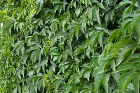 Wild grape on wall grows green Stock Photos