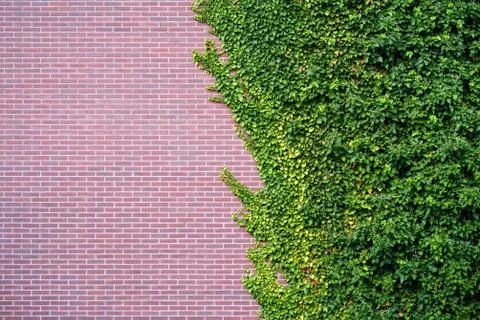Wild grape on the wall of an old building. Stock Photos