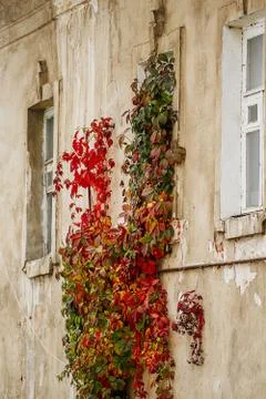 Wild grape on the wall of an old stone house Stock Photos