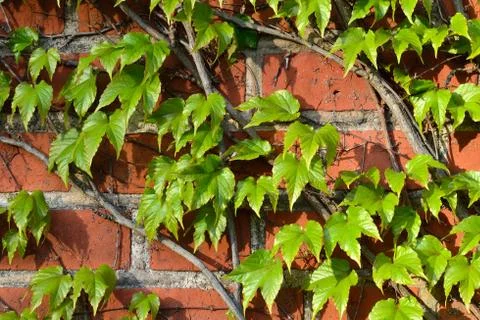Wild grapes on the ancient wall Stock Photos