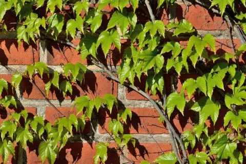 Wild grapes on the ancient wall Stock Photos