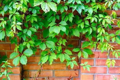 Wild grapes on the background of a brick wall. Stock Photos