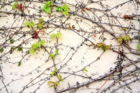 Wild grapes branches in the spring as background Stock Photos