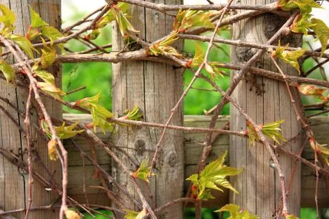 Wild grapes branches in spring as background Stock Photos