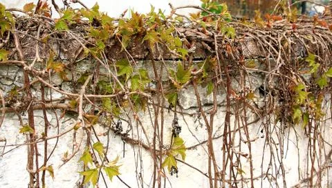 Wild grapes branches in the spring Stock Photos