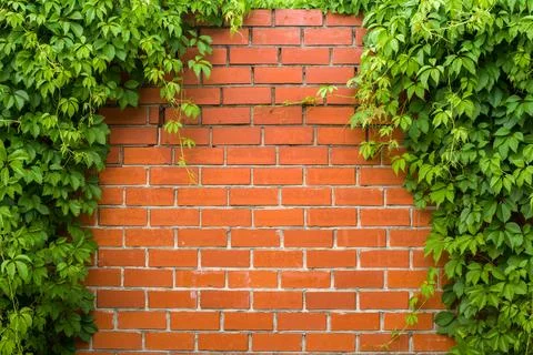 Wild grapes on a brick wall Stock Photos