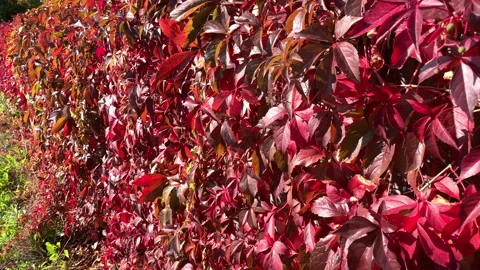 Wild grapes, decorative grapes Stock Footage 140134984