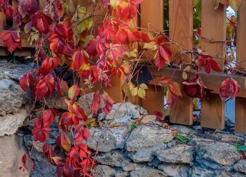 Wild grapes in the fall on a wooden fence. Stock Photos