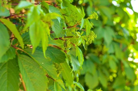 Wild grapes hanging down on the wall Stock Photos