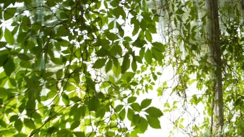 Wild grapes inside an old building Stock Footage 91598962