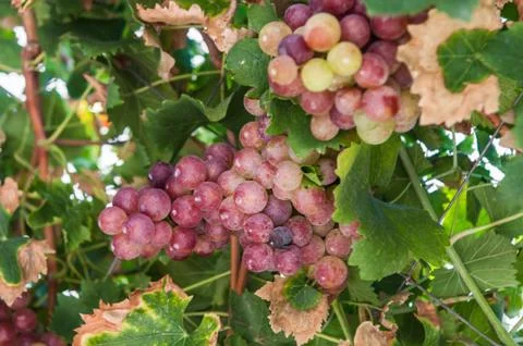 Wild grapes Fotos Stock