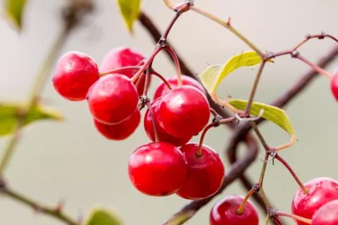 Wild grapes Stock Photos