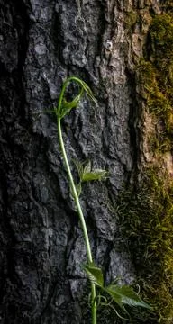 Wild grapes Foto stock