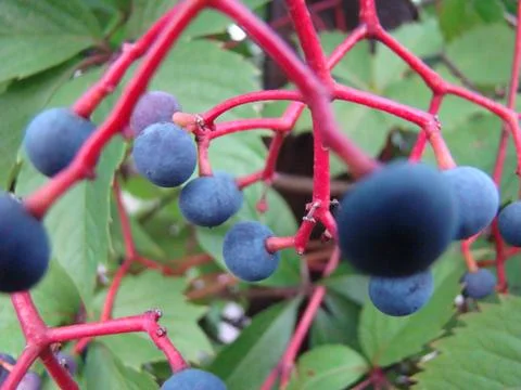 Wild grapes Stock Photos