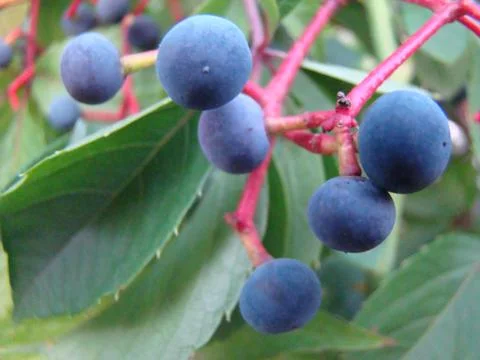 Wild grapes Stock Photos