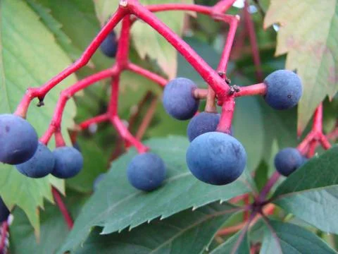Wild grapes Stock Photos