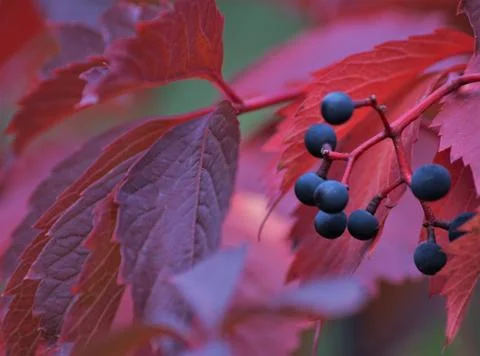 Wild grapes. Stock Photos
