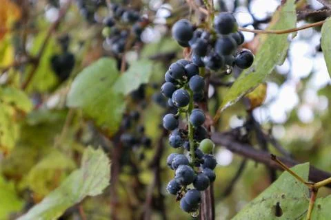 Wild Grapes Foto stock