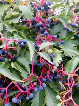 Wild grapes Stock Photos