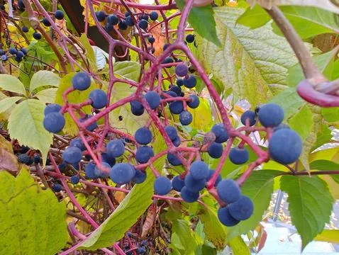 Wild grapes Stock Photos