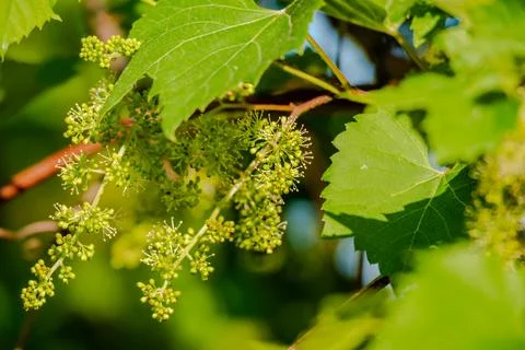 Wild grapes in the springtime Stock Photos