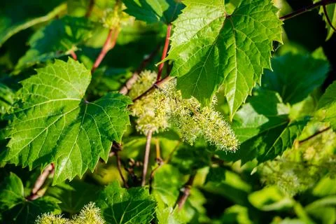 Wild grapes in the springtime Stock Photos