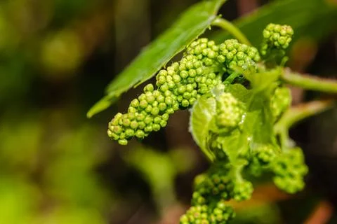 Wild grapes in the springtime Stock Photos