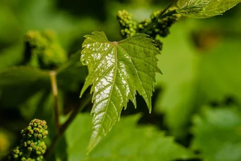 Wild grapes in the springtime Stock Photos