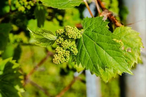Wild grapes in the springtime Stock Photos