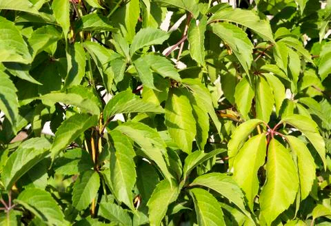 Wild grapes texture, background Stock Photos