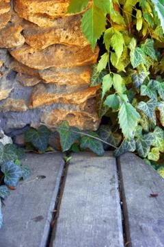 Wild grapes wall Stock Photos
