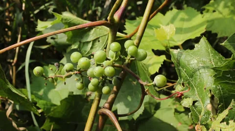 Wild grapevine Stock Footage 27401987