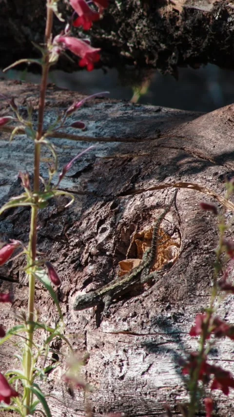 Wild graphic spiny lizard, or Sceloporus grammicus, basking on a tree log in a Stockbeeldmateriaal 345510075