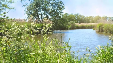 Wild Gras weeping in wind with River stream in Background 스톡 동영상 109606717