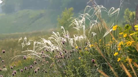 Wild Grass 1 Stock Footage 10570705