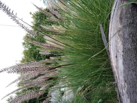 Wild Grass 1 Stock Photos