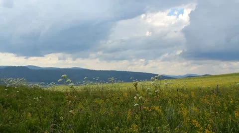 Wild Grass 10 Video stock 10606282