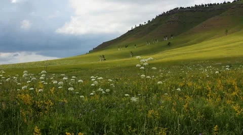 Wild Grass 11 Stock Footage 10606286
