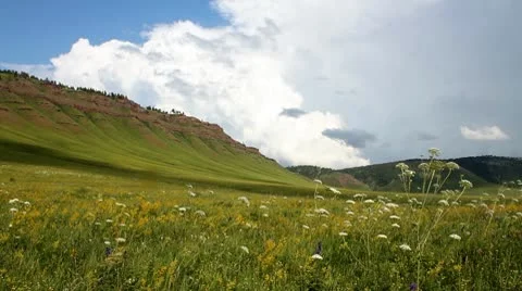 Wild Grass 12 Stock Footage 10606237