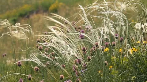 Wild Grass 2 Stock Footage 10570718