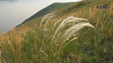 Wild Grass 3 Stock Footage 10570726