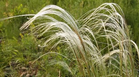 Wild Grass 4 Video stock 10599748