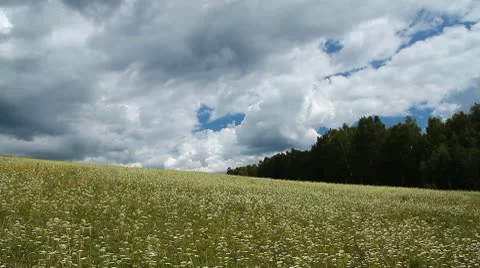 Wild Grass 5 Stock Footage 10599751