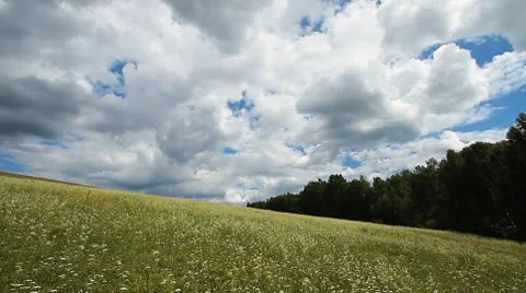 Wild Grass 6 Stock Footage 10599755