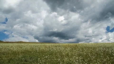 Wild Grass 7 Video stock 10599752