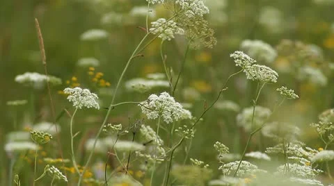 Wild Grass 8 Stock Footage 10606245