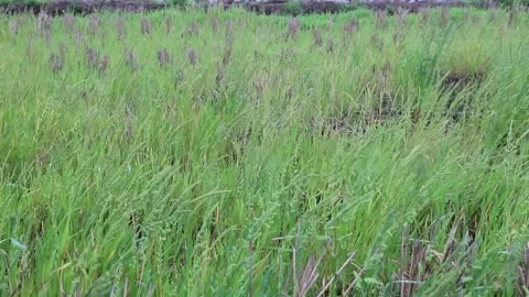 Wild grass in abandoned paddy field in windy day in spring, Liuyang, Hunan, C Stock Footage 136468960
